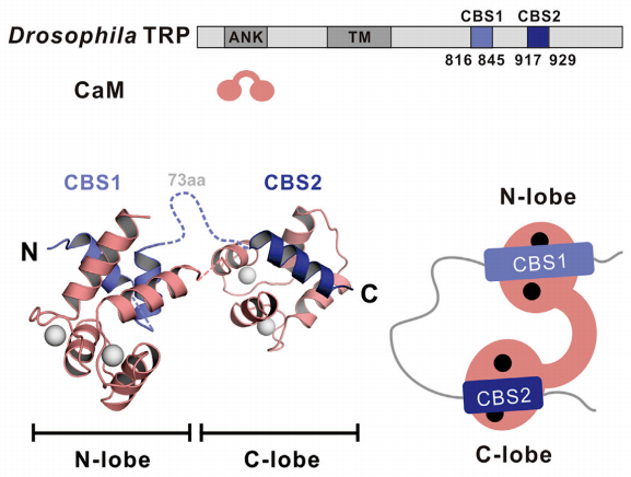 医学中心张明杰、刘伟研究团队关于CaM/TRP离子通道相互作用的分子机制研究发表在Structure杂志(图2)